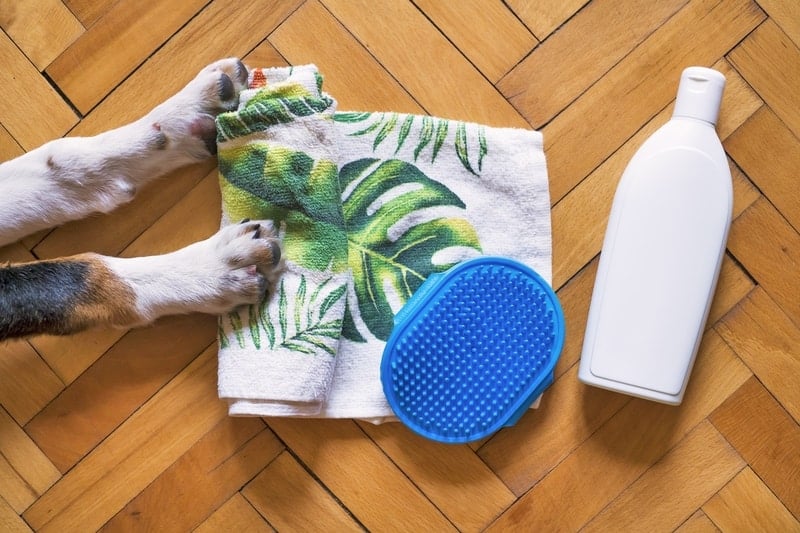 Dog Grooming Business Insurance: What you Need to Know - Compare n Review